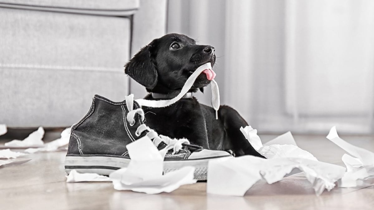 Illustration : "Maîtriser un chien mangeur d'objets"