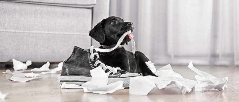 Illustration : "Maîtriser un chien mangeur d'objets"