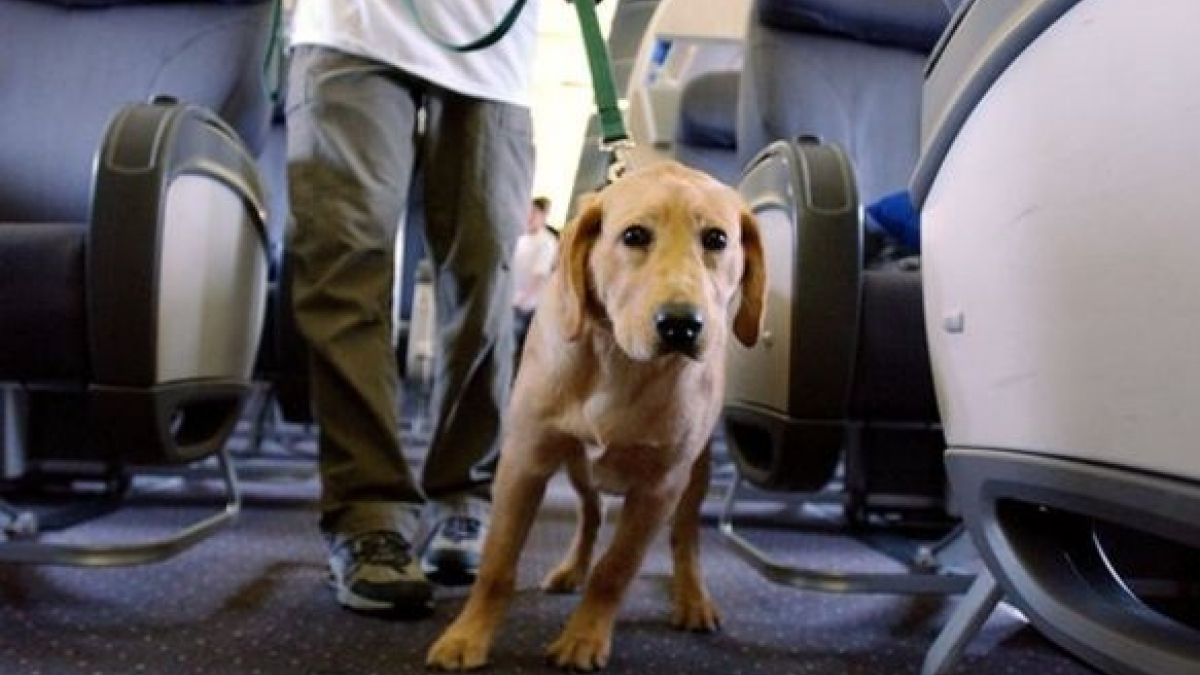 Illustration : "Au Canada, des compagnies aériennes autorisent les familles fuyant les incendies à garder leurs chiens en cabine"