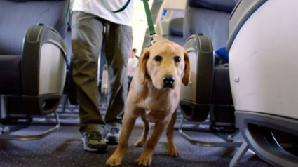Illustration : Au Canada, des compagnies aériennes autorisent les familles fuyant les incendies à garder leurs chiens en cabine