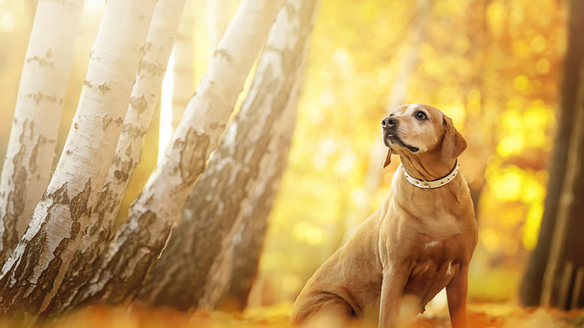 Illustration : "20 photos féériques de chiens en pleine nature"