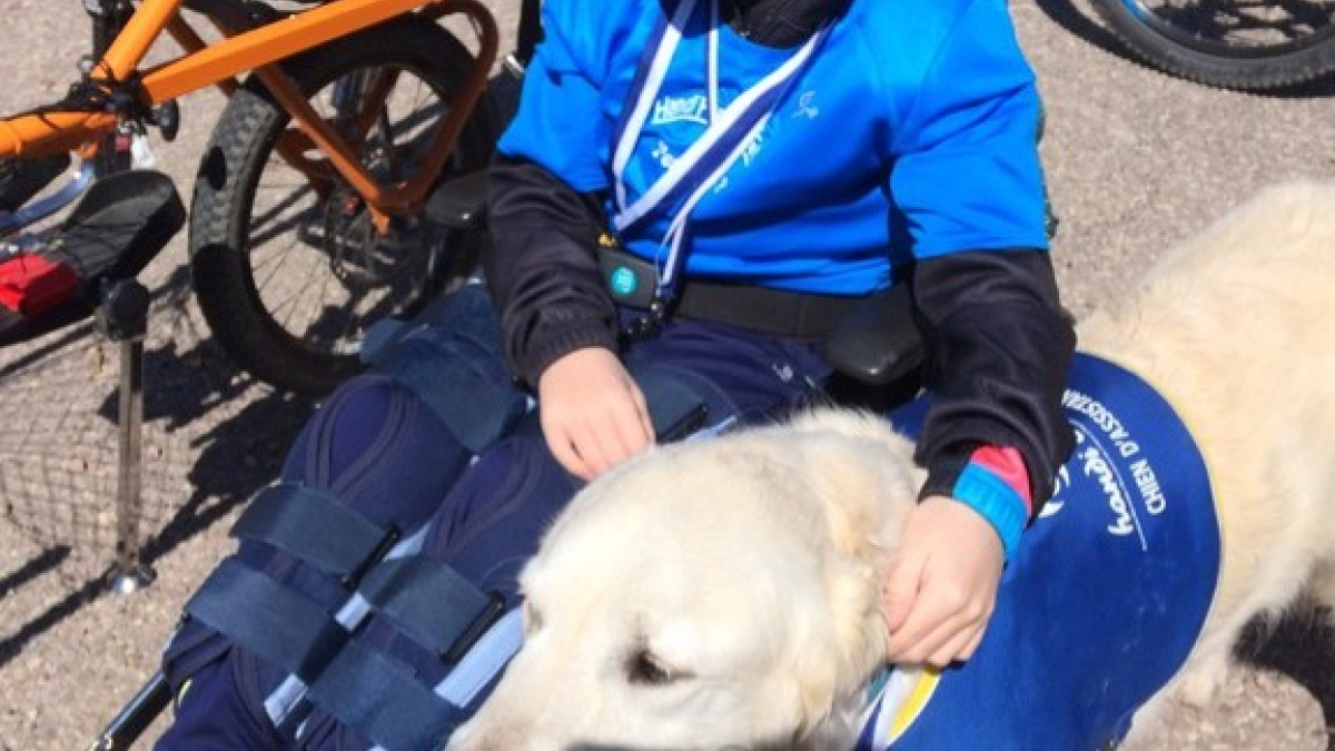 Illustration : "Ecolo, un chien Golden-Retriever change la vie d’un petit garçon handicapé !"