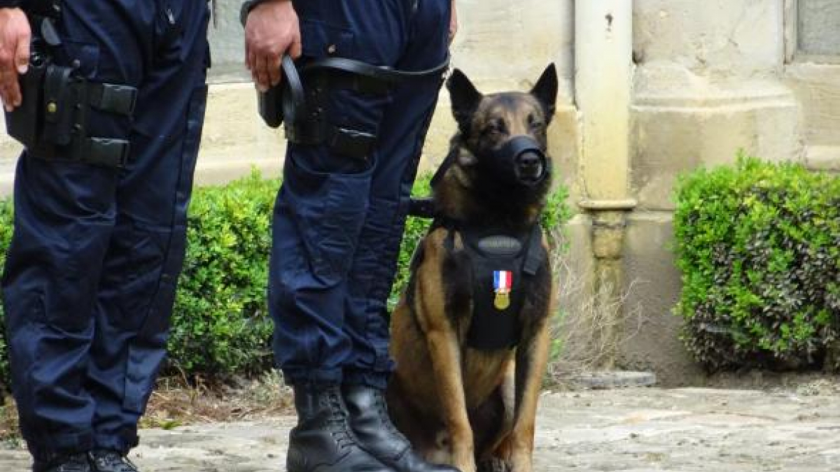 Illustration : "Un chien policier reçoit la médaille de la sécurité intérieure "