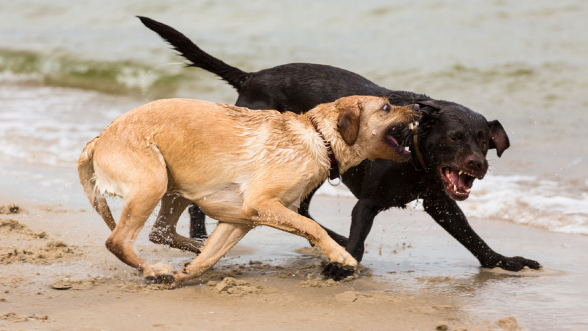 Illustration : "Les conflits entre chien mâle et femelle"