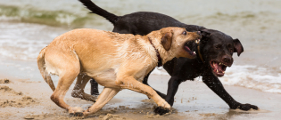 Illustration : "Les conflits entre chien mâle et femelle"