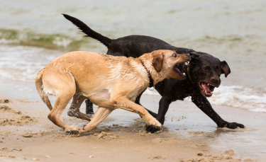 Illustration : "Les conflits entre chien mâle et femelle"