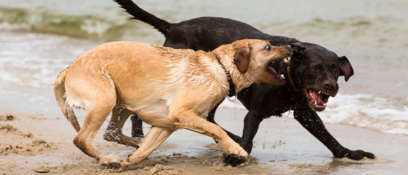 Illustration : "Les conflits entre chien mâle et femelle"