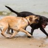 Illustration : Les conflits entre chien m&acirc;le et femelle