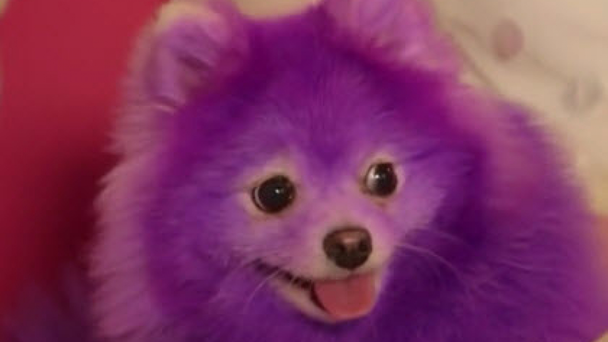 Illustration : "En quête de célébrité pour son chien, elle le teint en violet"