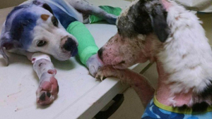 Illustration : "Un chien en réconforte un autre ayant subi la même torture que lui sur la table d'opération !"