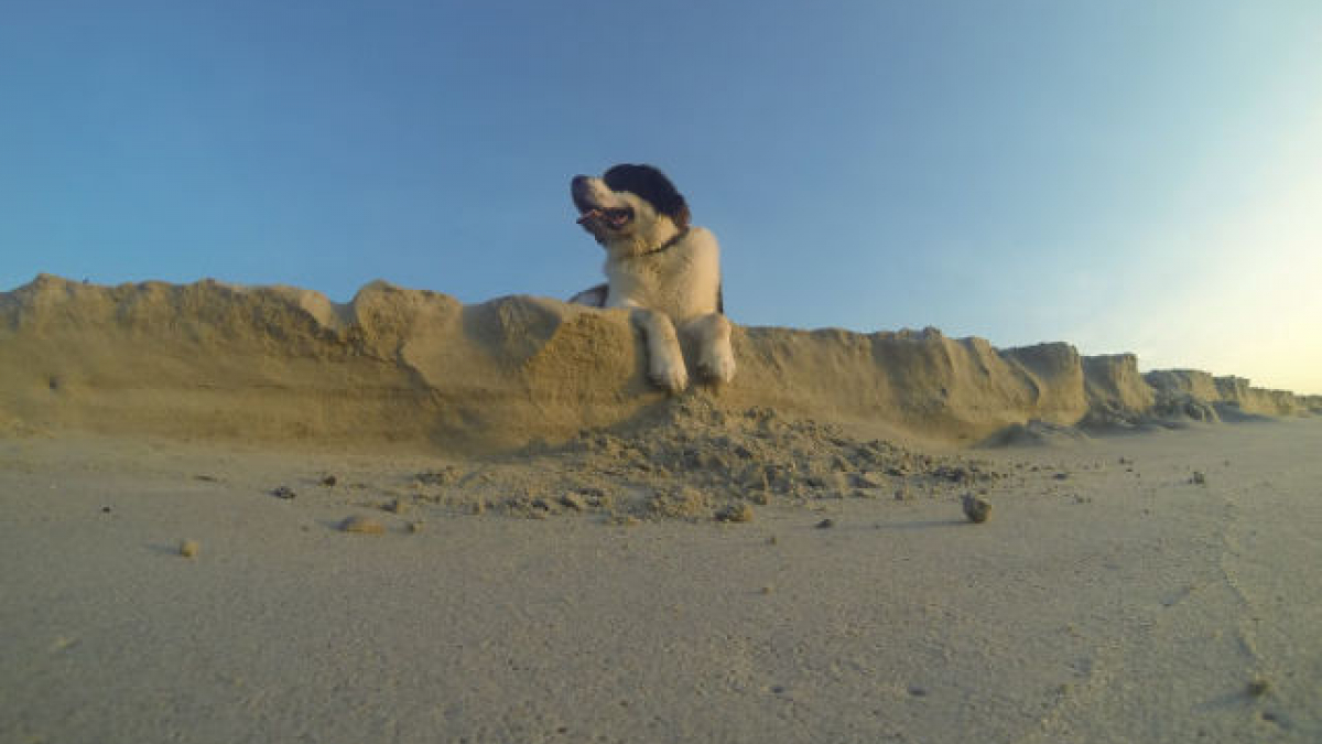 Illustration : "Quand la perspective et l’illusion d’optique rendent les chiens gigantesques (10 photos)"