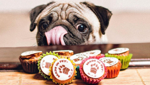 Illustration : "Des cupcakes pour chiens et chats"