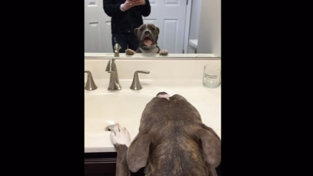 Illustration : "Une femelle Pitbull découvre son reflet dans le miroir pour la première fois, sa réaction est magnifique"