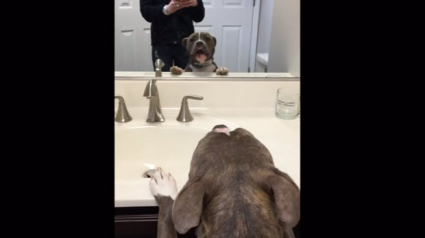 Illustration : Une femelle Pitbull découvre son reflet dans le miroir pour la première fois, sa réaction est magnifique