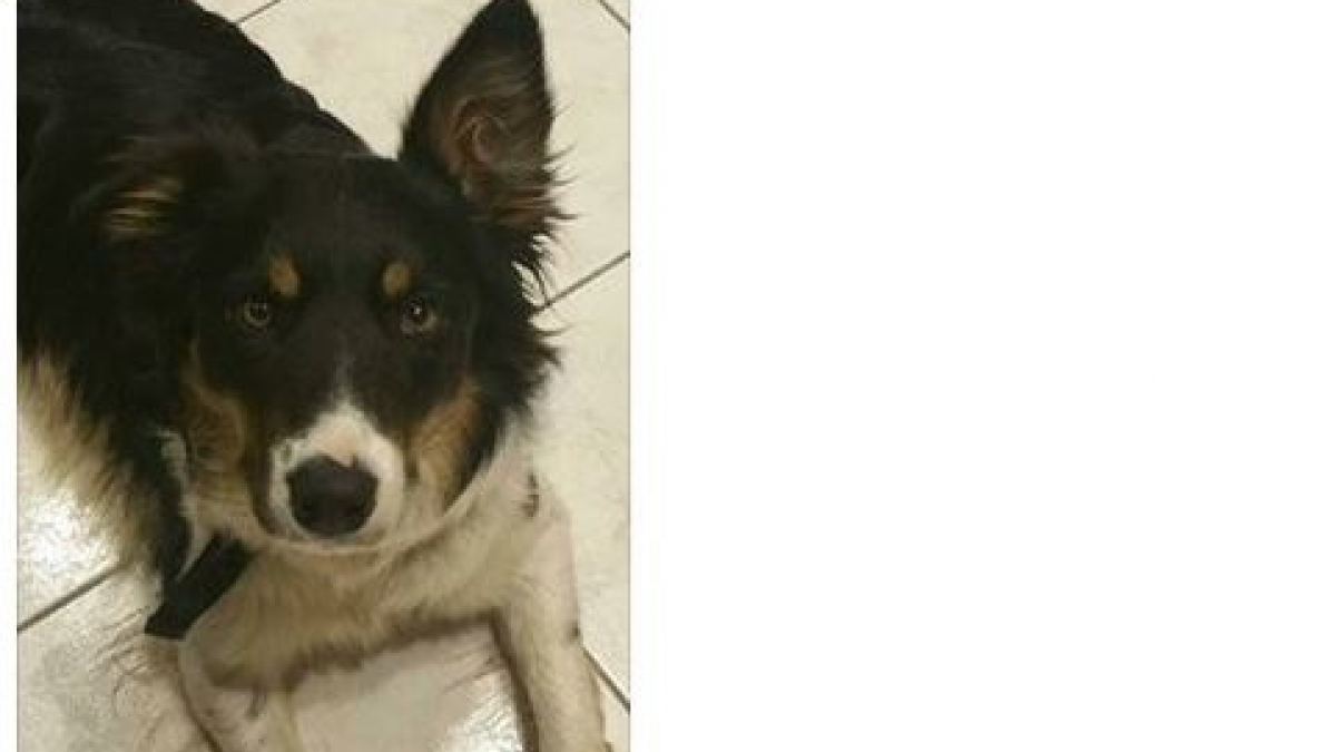 Illustration : "Doubs : une chienne perdue, retrouvée grâce à Facebook"