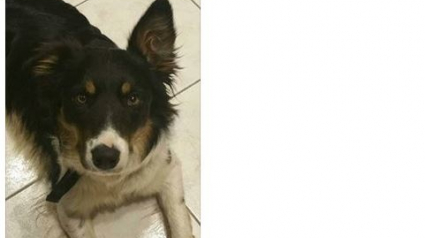 Illustration : Doubs : une chienne perdue, retrouvée grâce à Facebook