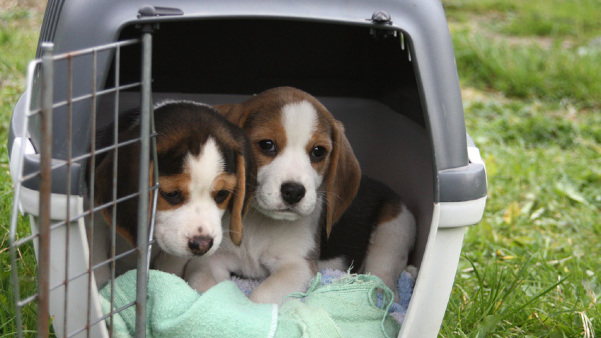 La caisse de transport pour chien : choisir le modèle adapté