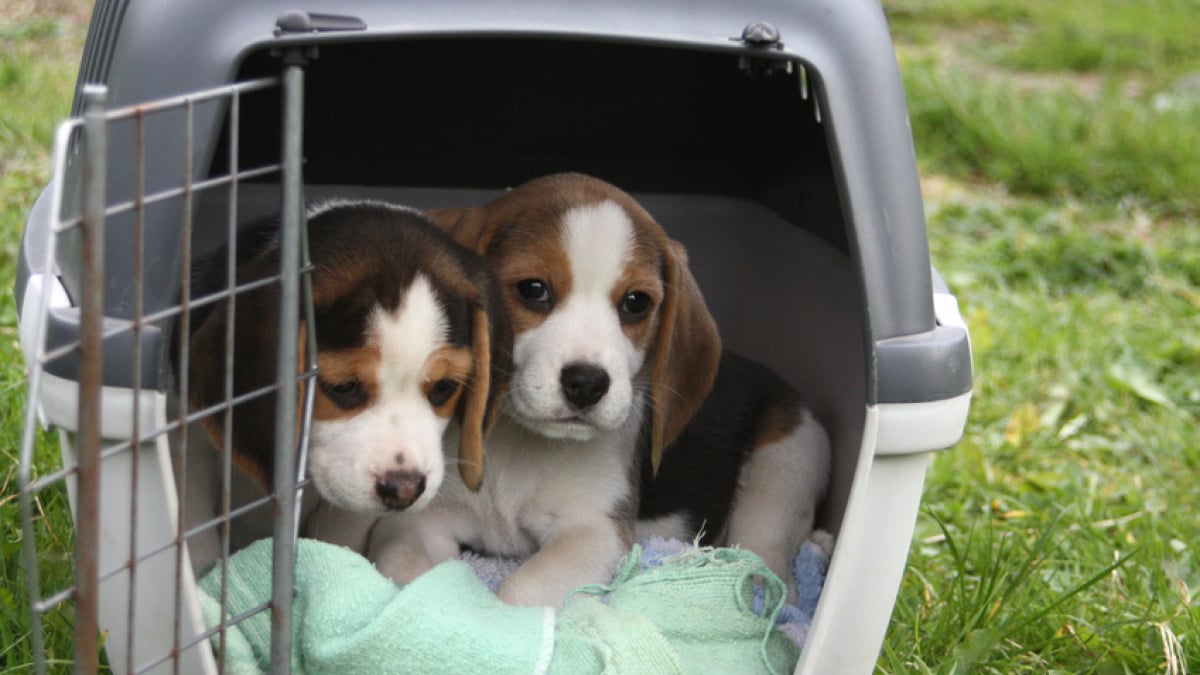 Accessoires de transport pour chien - Niche à Chien