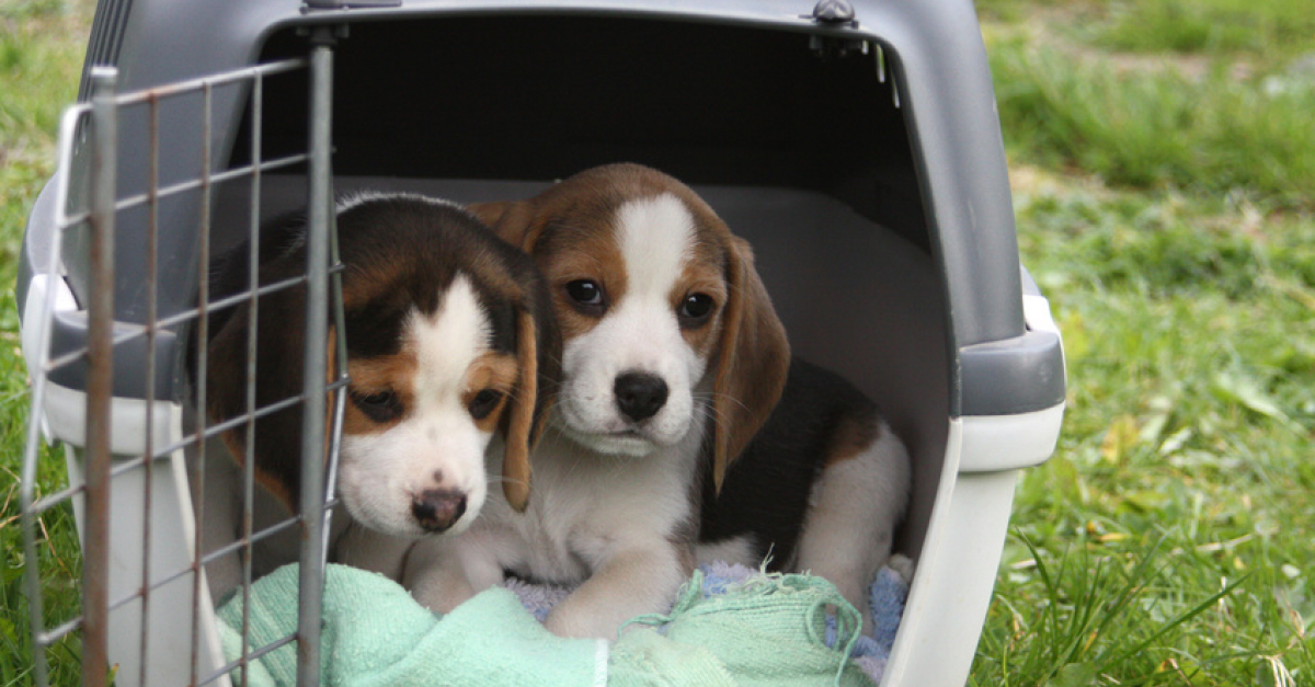 Quelle cage de transport choisir pour son chien ?