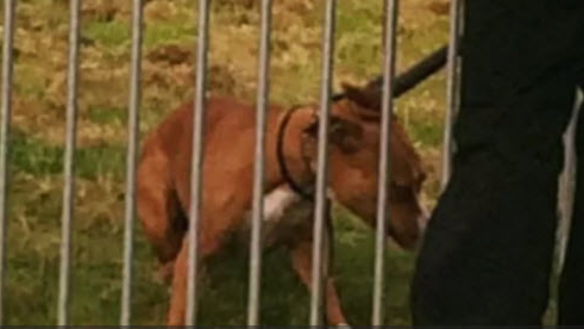 Illustration : "Angleterre : un Staffordshire Bull Terrier attaque une trentaine d’enfants dans un parc"
