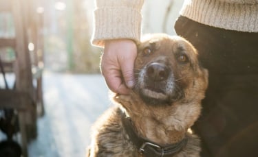 Illustration : "Pourquoi mon chien me suit-il partout ?"