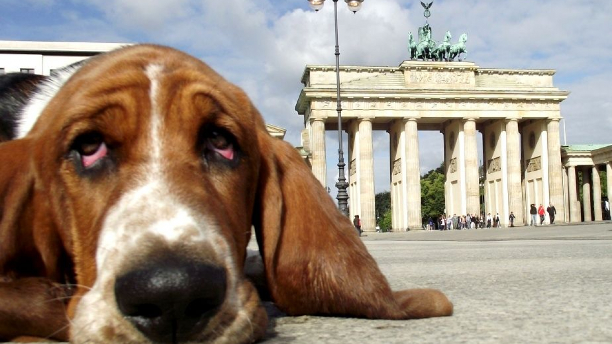 Illustration : "Berlin : il faudra passer un permis pour posséder un chien"