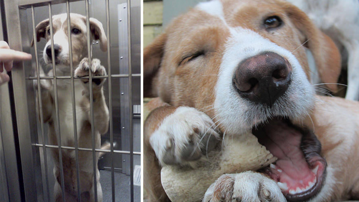 Illustration : "17 photos de chiens de refuges avant, puis après avoir été adoptés !"