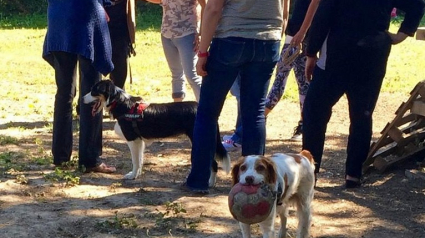 Illustration : Parc Cul de Sac (34) : un paradis sur terre destiné aux chiens, sur Montpellier !