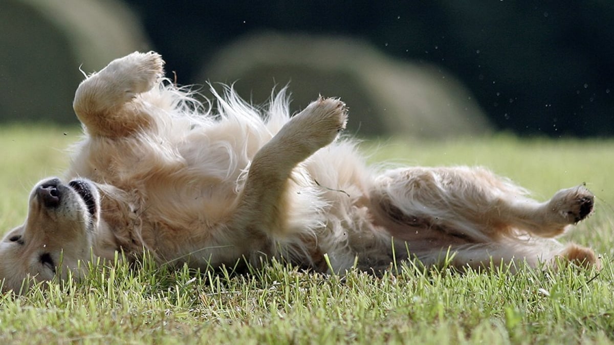 Comment éduquer son chien avec un sifflet à ultrason ?