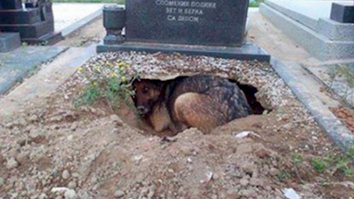 Illustration : "La photo d'une chienne devant une tombe a ému les internautes !"