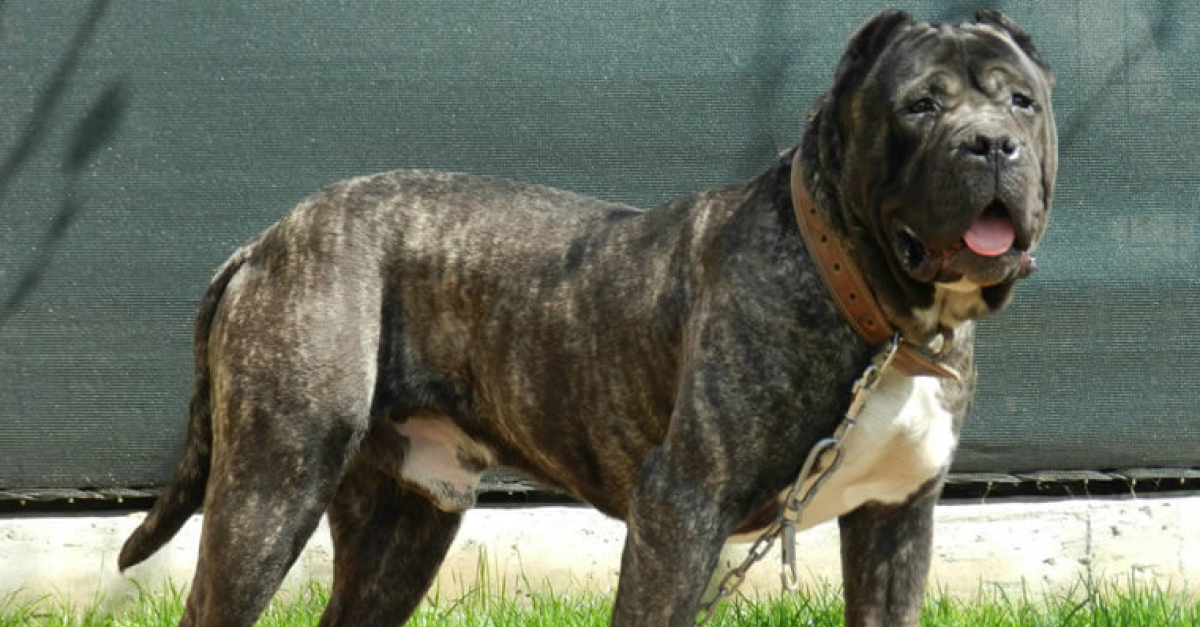 Aux Etats Unis Ces 10 Races De Chiens Sont Les Hantises Des