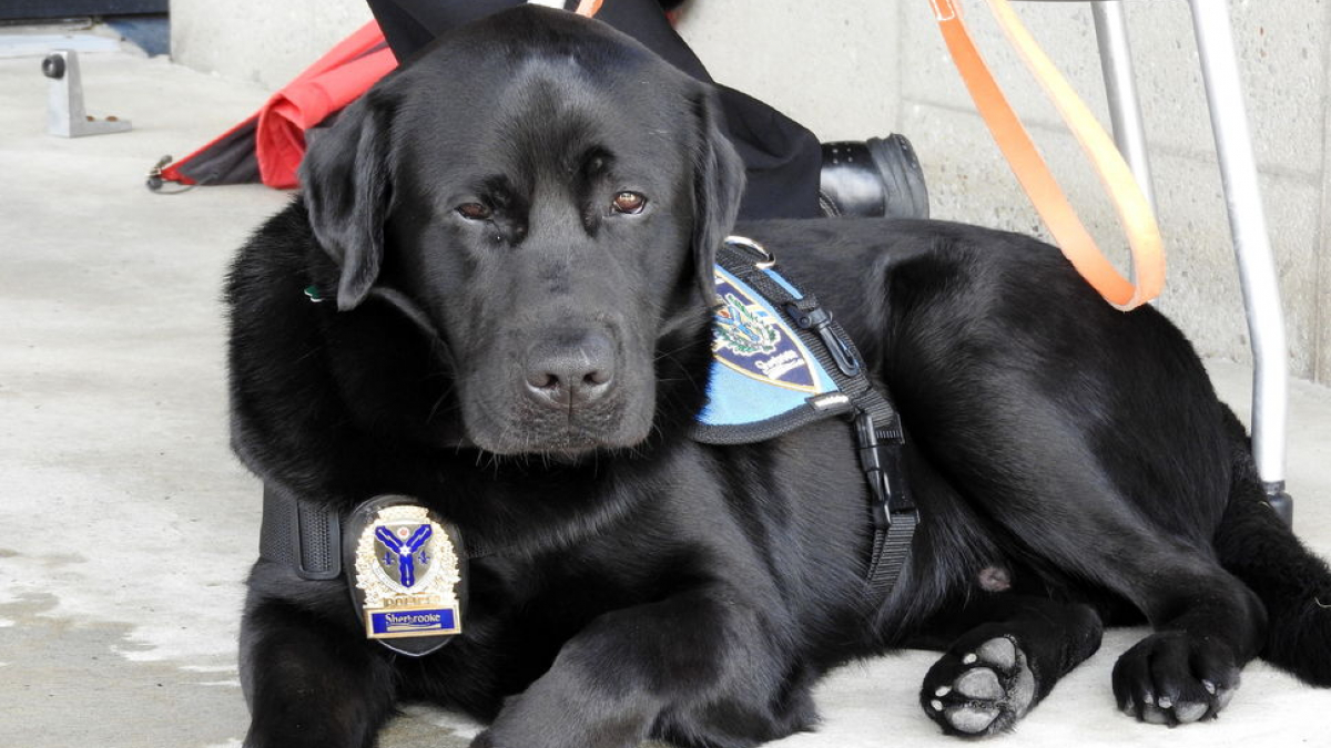 Illustration : "Canada : Un chien pour aider les enfants à témoigner lors des enquêtes de police"