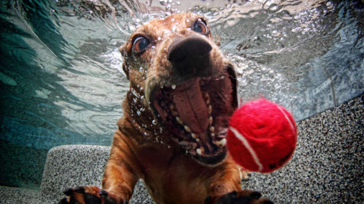 Illustration : "10 photos de chiens au timing parfait"