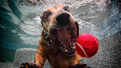 Illustration : 10 photos de chiens au timing parfait