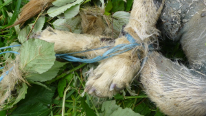 Illustration : "Lot-et-Garonne : repêchage macabre d’une chienne noyée dans le canal et attachée à un parpaing"