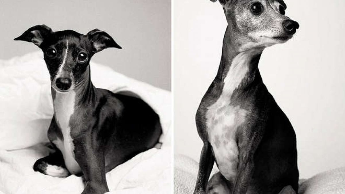 Illustration : "10 photos avant / après de chiens avec plusieurs années d’écart"