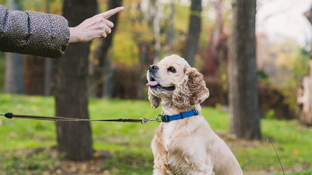 Illustration : "Apprendre à son chien à reculer"