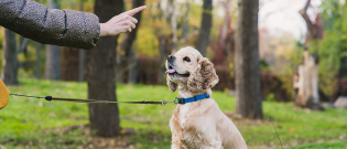 Illustration : "Apprendre à son chien à reculer"