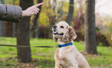 Illustration : "Apprendre à son chien à reculer"