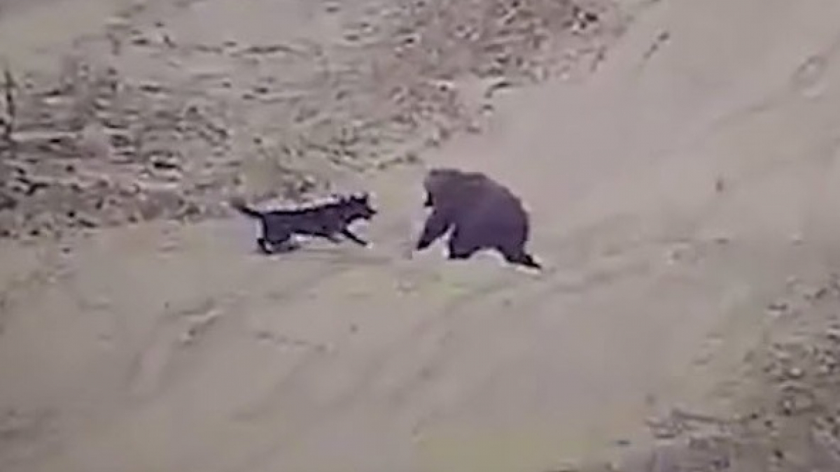 Illustration : "Un chien et un ours devenus inséparables (vidéo)"