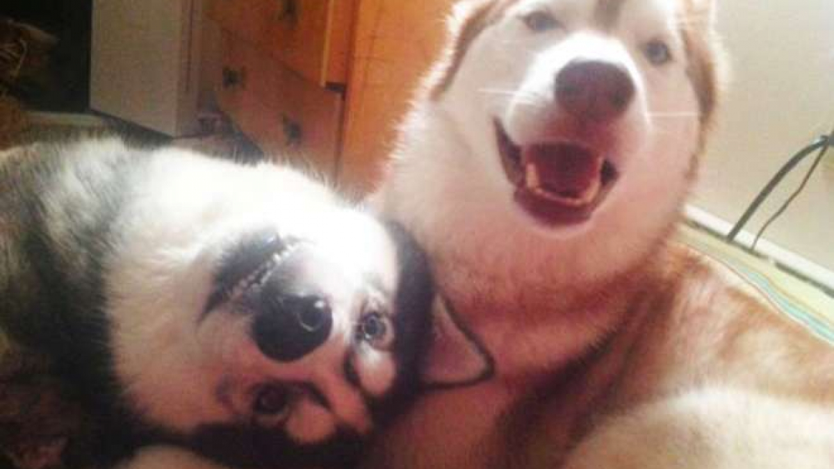 Illustration : "10 photos amusantes et attendrissantes de chiens qui affichent leur amitié au grand jour"