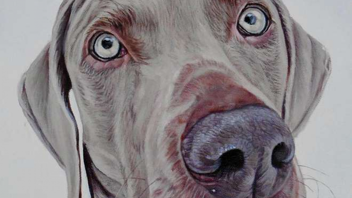 Illustration : "16 portraits de chiens ultra réalistes !"