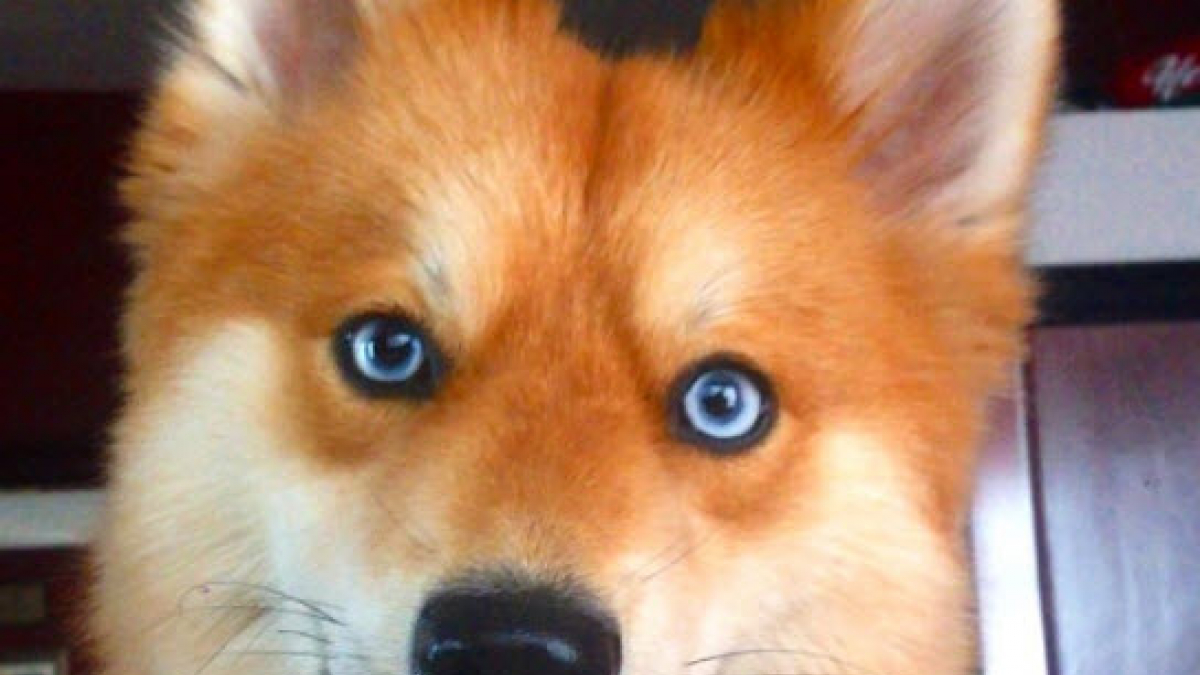 Illustration : "Ce « Pomsky », chien aux allures de renard, est la nouvelle coqueluche des internautes"