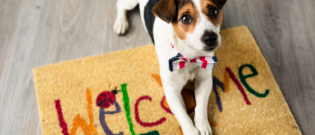 Illustration : "Apprendre à son chien à fermer les portes"