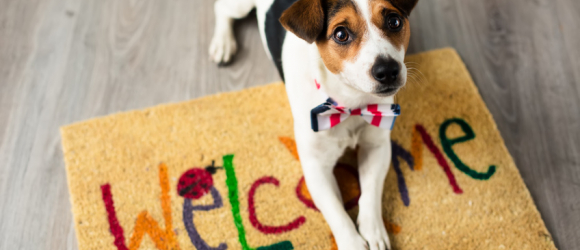 Illustration : "Apprendre à son chien à fermer les portes"