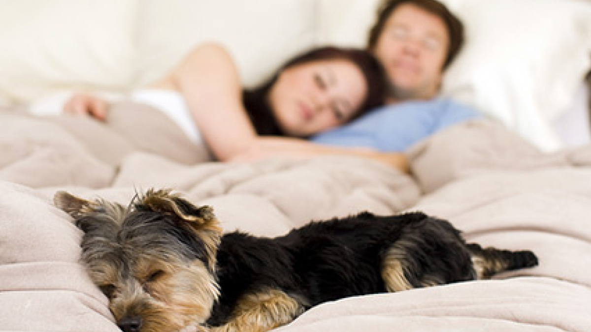 Illustration : "Laisser votre chien dormir près de vous ne perturbe pas votre sommeil !"