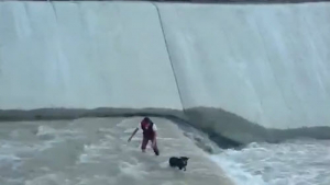 Illustration : Un chien pris au piège dans un canal, sauvé grâce à une chaîne humaine !