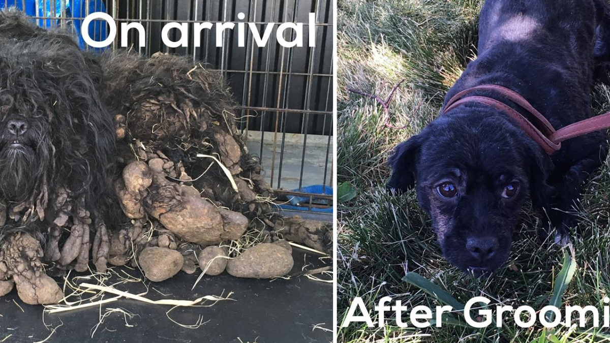 Illustration : "Malgré un pelage négligé et extrêmement sale, ce chien est totalement transformé grâce aux bénévoles !"