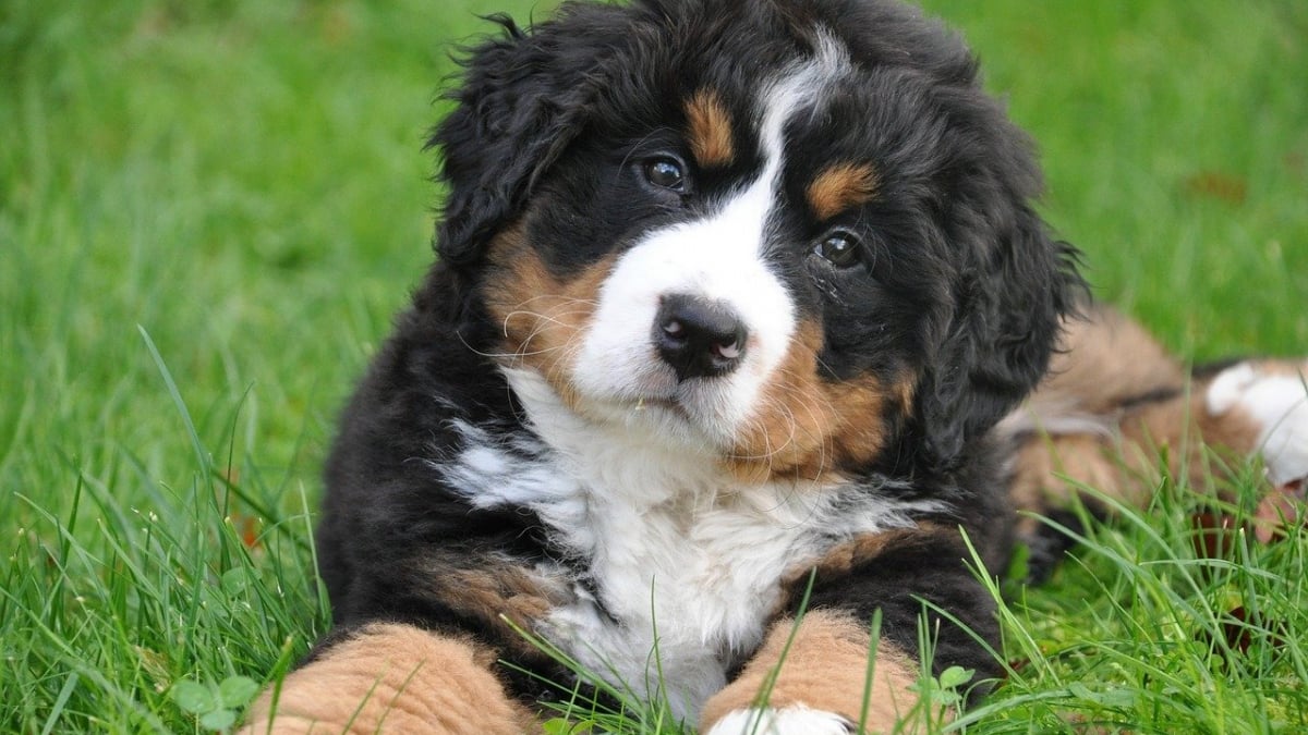 13 races de chiens qui, en grandissant, passent de chiots à