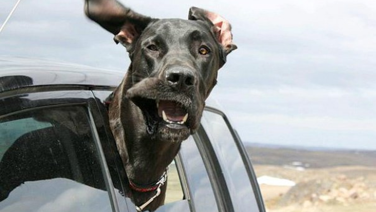 Illustration : "17 chiens qui adorent leur virée en voiture, babines au vent !"